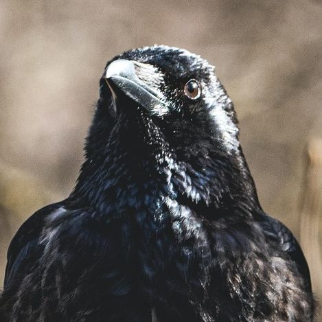 The Varieties of the Raven Language - Read by me!