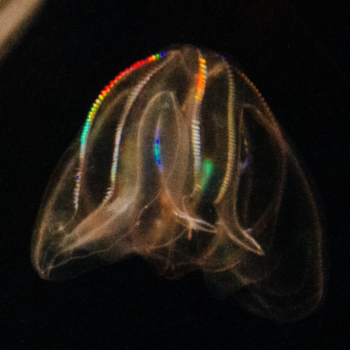 Luminecent Ctenophores - Read by me!